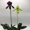 paphiopedilum maudiae green Paph. Maudiae Vinicolor ,,Schwarze Madonna